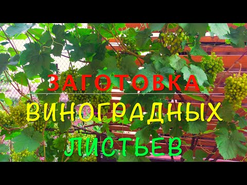 Видео: Самые ПРОСТЫЕ СПОСОБЫ ЗАГОТОВКИ / ОБЗОР дачи 6 соток
