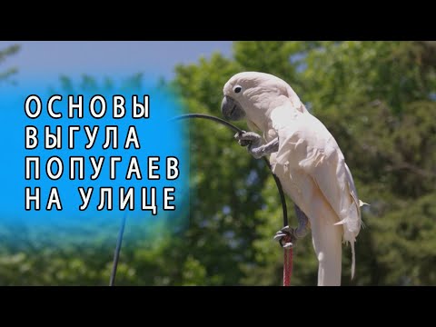 Видео: КАК ГУЛЯТЬ С ПОПУГАЕМ НА УЛИЦЕ