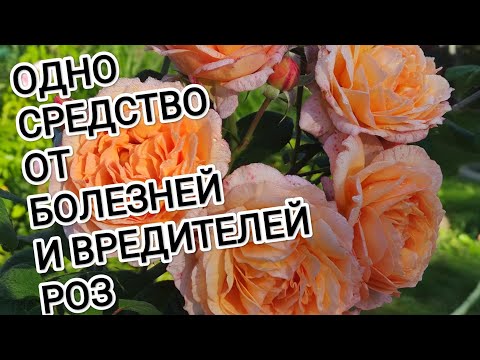 Видео: РОЗЫ. ОТ ВСЕХ БОЛЕЗНЕЙ И ВРЕДИТЕЛЕЙ ПОМОЖЕТ ОДНО ЗАБЫТОЕ СРЕДСТВО.