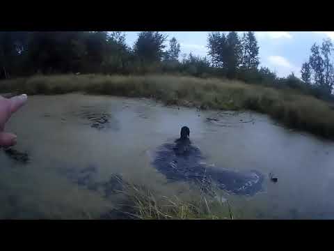 Видео: Охота с русским охотничьим спаниелем/Первая утка в жизни Бима