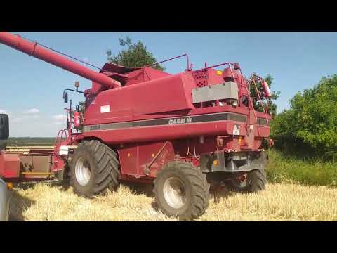 Видео: Уборка пшениці КЕЙС 2388