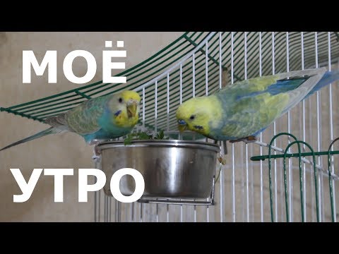 Видео: МОЁ УТРО С ПОПУГАЯМИ! | ЧТО ЕДЯТ МОИ ПТИЦЫ | PetMania
