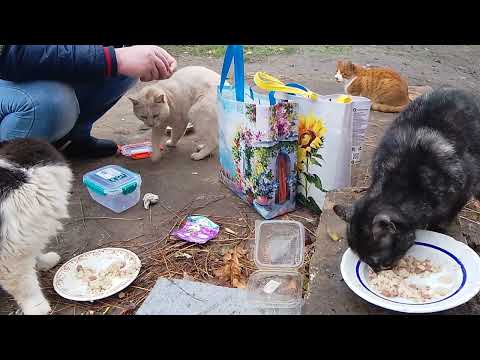 Видео: Голодная Семья Бездомных Котов! 🔥