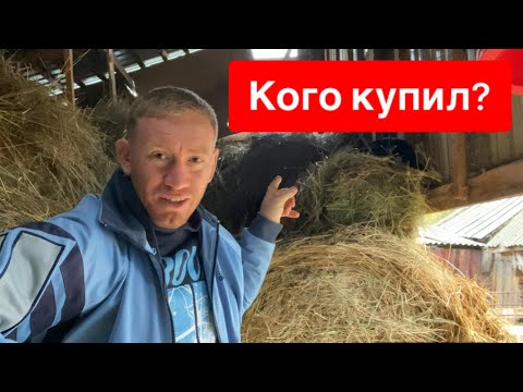 Видео: ПЕРВЫЙ РАЗ КУПИЛ КУР ДОМИНАНТОВ.