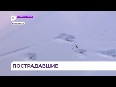 Видео: Второе нападение тигра произошло в Приморье - что делать при встрече с хищником?