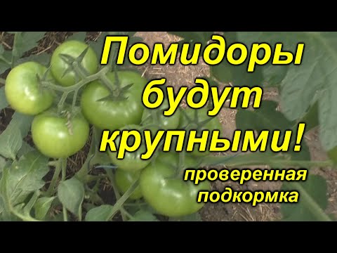 Видео: Томаты без этой подкормки крупными не будут! [проверено и эффективно]