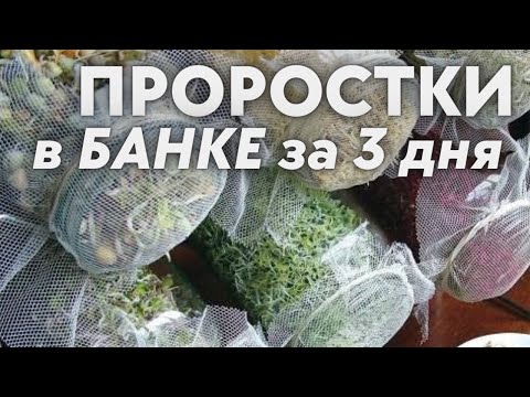 Видео: Ростки за 3 дня  в банке ! простая  пошаговая технология проращивания Зеленый шеф  микрозелень