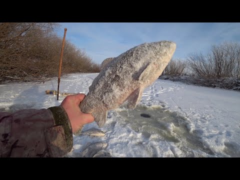 Видео: Зонтики сработали.  С такими оковалками и сазаны не нужны.