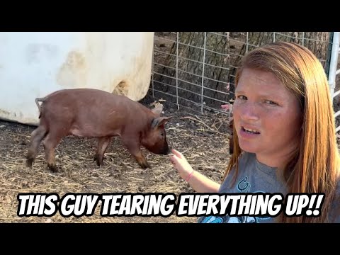 Видео: Я в шоке, сколько вреда может нанести этот маленький поросенок!!￼