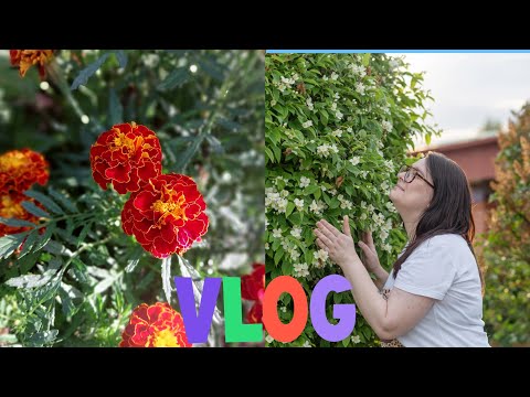 Видео: Влог/2 часть