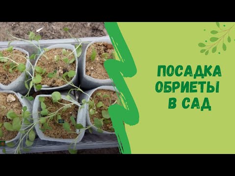 Видео: Посадка обриеты в сад