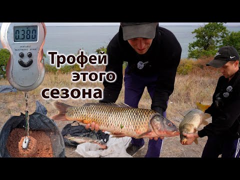 Видео: Огромные Дикие Сазаны клюют на ВОЛГЕ 2025, ВЫЕЗД НА РЫБАЛКУ В САРАТОВСКОЙ ОБЛАСТИ НА ДОНКИ 2025