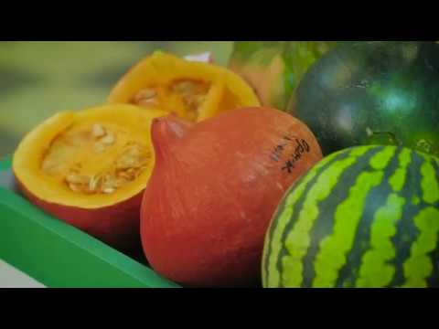 Видео: Порционные тыквы и арбузы от Семко.