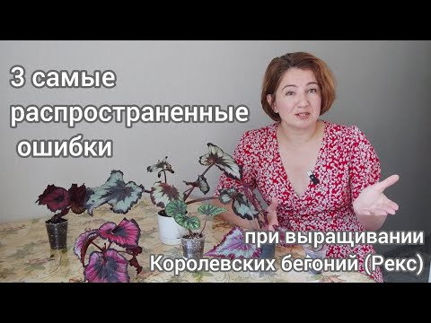 Видео: Мои (и не только) ошибки при выращивании декоративнолиственных бегоний.