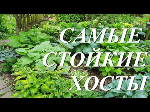 Видео: Хосты осенью. Самые стойкие хосты