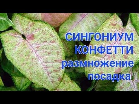 Видео: Сингониум Конфетти