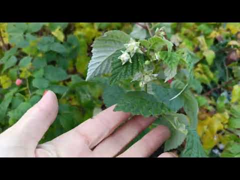 Видео: Подкислила голубику на зиму. Пересадили деревья