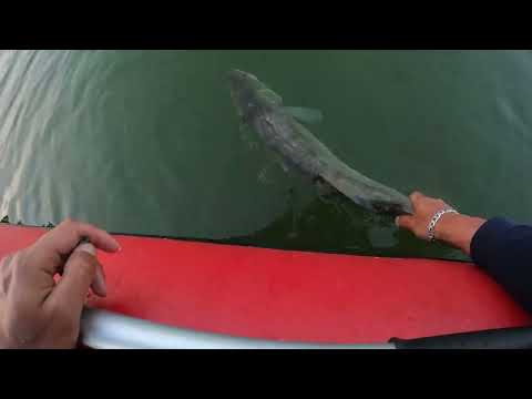 Видео: Новый личный рекорд по судаку! Рыбалка на Обском водохранилище 2024 с Panoptix LIVESCOPE 34