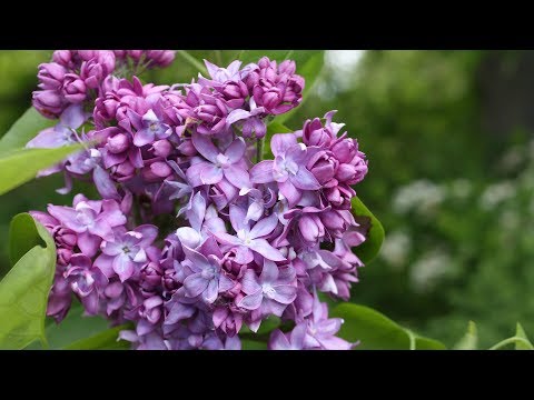 Видео: ТОП ДЕСЯТКА СОРТОВ СИРЕНИ! СУПЕР АРОМАТ. СУПЕР ЦВЕТ