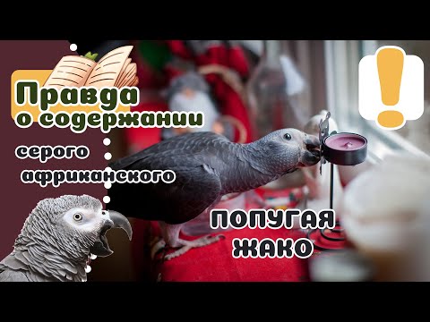 Видео: 20 фактов о попугае ЖАКО. Главная Говорящая Бестия.