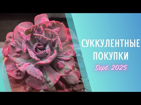Видео: Распаковка суккулентов с Growbox и CactusFest 🌱 Сентябрь 2025