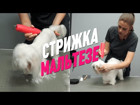 Видео: СТРИЖКА МАЛЬТЕЗЕ / АЗИАТСКИЙ ГРУМИНГ / МАЛЬТИЙСКАЯ БОЛОНКА / GROOM SCHOOL