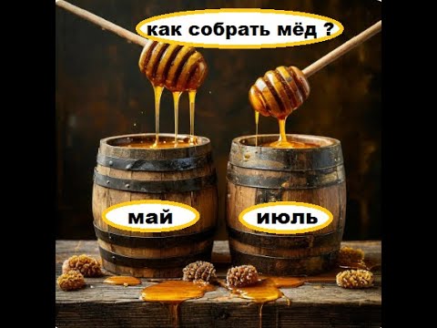 Видео: Какие меды соберут пчёлы в системе "Всё включено".