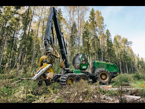 Видео: "Лес" ЛПК Кипелово