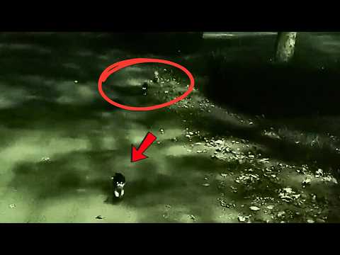 Видео: Три бездомных котёнка, глаза сверкают в ночи, весело прыгают, желая пойти со мной домой!