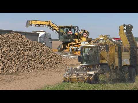 Видео: Уборка сахарной свёклы в Великом Селе Комбайном ROPA EURO TIGER V8-4 и погрузка ROPA EURO MAUS 3