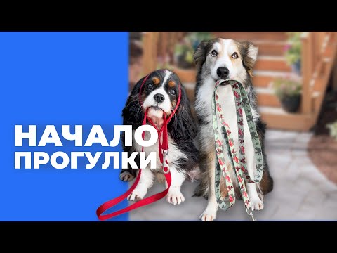 Видео: Собака не слушается в начале прогулки 🎙️ разбор ошибок с поводком