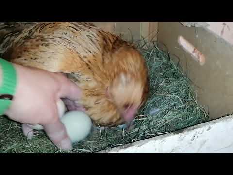 Видео: Вечерний обзор, кормление и сбор яиц. 