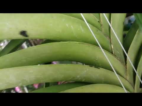 Видео: Уход за моими вандами. Часть 2