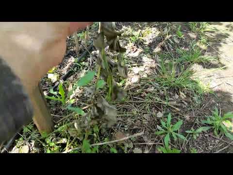 Видео: Переснял ролик - цикличное выращивание летней малины, удаление побегов - ответ на вопрос