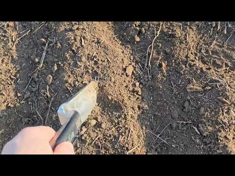 Видео: Посев викой-льняной и вико-овсянной смесей. No-till 31.03.2025