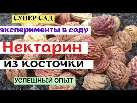 Видео: Нектарин из косточки. Как посадить?