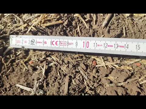 Видео: Состояние посевов оз.пшеницы. No-till 20.10.2025