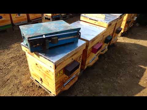 Видео: Первое расширение, почтовые весы, пахота, посев