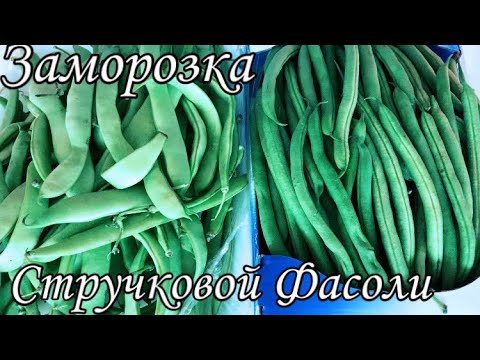 Видео: Заморозка стручковой фасоли. Как заморозить стручковую фасоль? Фасоль на зиму.