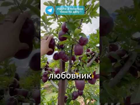 Видео: ВЬЕТНАМСКИЙ ЛЮБОВНИК БАБУШКИ ДАЛ РЕЦЕПТ — ТАКИХ ПОМИДОРОВ ВЫ ЕЩЁ НЕ ВИДЕЛИ!  #рецепт #рекомендации