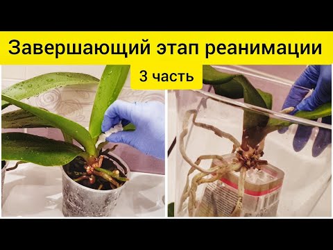 Видео: Удачная реанимация орхидей | Восстановление орхидей без тургора || Стимулирующий раствор для орхидей
