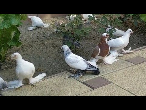 Видео: Линька тяжёлый этап для голубей.