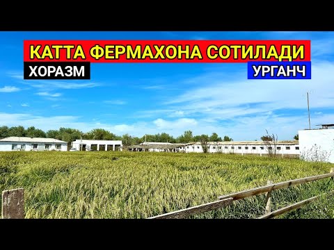 Видео: КАТТА ФЕРМАХОНА СОТИЛАДИ ХОРАЗМ УРГАНЧ 16-сентября 2024 г.