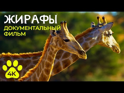 Видео: ЖИРАФЫ - Самые высокие животные в мире - Документальный фильм о дикой природе 4К
