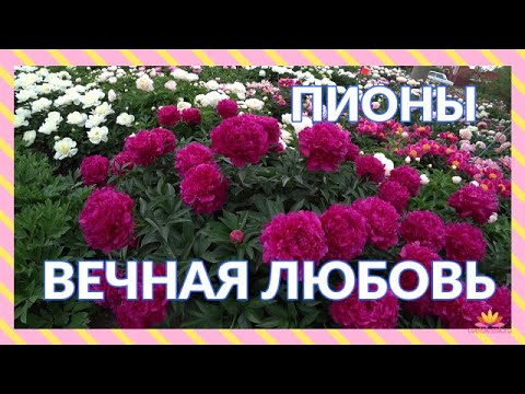 Видео: Пионы в саду - Cora Stubbs, Green Halo, Avis Varner / Сад Ворошиловой