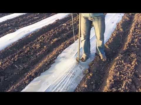 Видео: Посадка арбуза под пленку