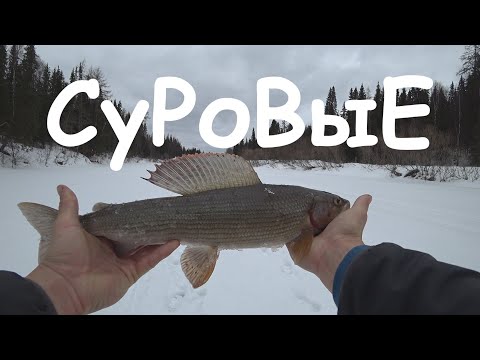 Видео: БеШеНаЯ РыБа ХаРиУс, СуПеР КлЕв!!! КлИн МоТоСоБаКи! Заповедные Реки Севера №3-4
