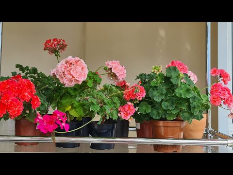 Видео: Цветущий стеллаж. Часть 1.