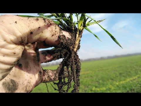 Видео: 3.11.25. Був 1 млн. стало 10 млн.😲 озима пшениця ''Viterra seed'' як Гидке каченя стало Лебедем. 🤔