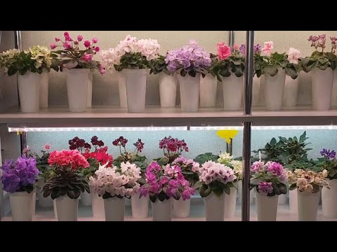 Видео: Обзор новинок моей коллекции фиалок. 15 мая 2025 г.